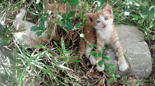 【道奇的火力全开】多名明星贡献火爆战绩，道奇 van