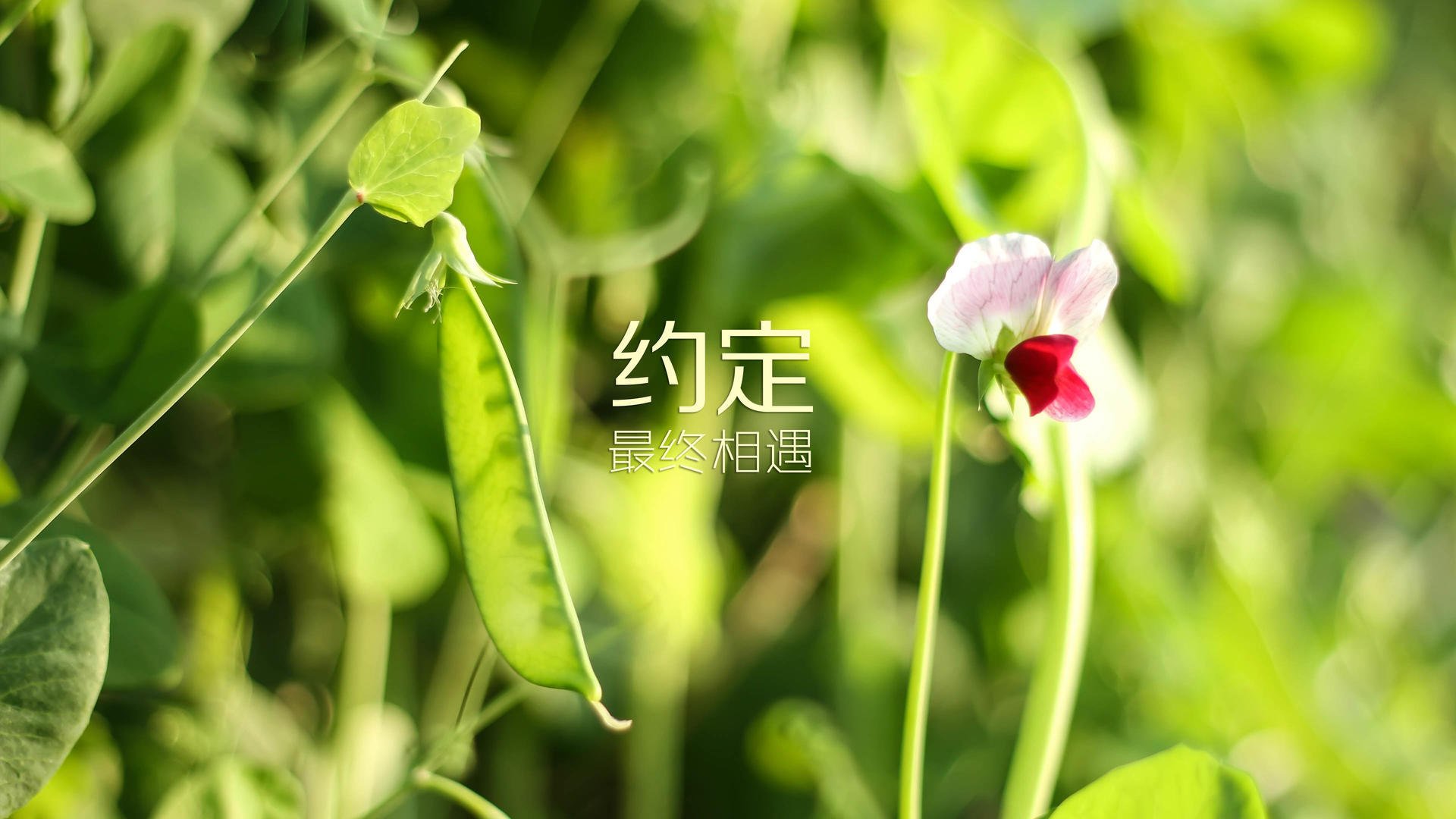 赛季尾声：哪些战队正准备“冲刺季后赛”？，季后赛几支战队打